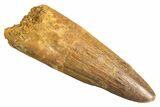 Fossil Spinosaurus Tooth - Real Dinosaur Tooth #344344-1
